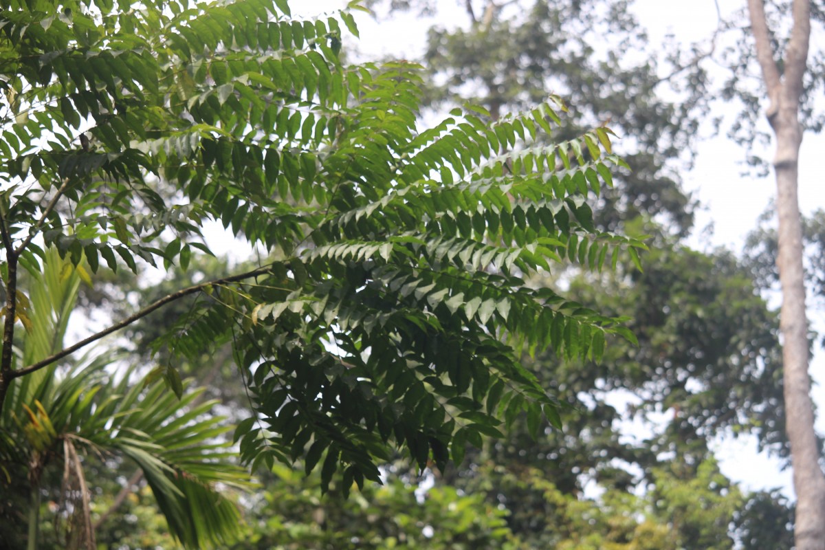 Zanthoxylum rhetsa (Roxb.) DC.